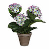 Eine Hortensie im Topf von Mica Decorations in der Größe 40x35cm in der Farbe violett.