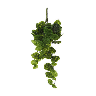 MICA Decorations Hängepflanze Peperomia 58cm - hellgrün Artikelvorschau Hängepflanze Peperomia 58cm - hellgrün