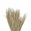Ein Bündel getrockneter Gräser steht vor einem weißen Hintergrund. Die Halme sind lang und dicht gepackt, in hellen, bräunlichen und leicht grünlichen Farbtönen. Die zarten Spitzen der Gräser scheinen fein und fedrig. Das Gesamtbild wirkt natürlich und ru