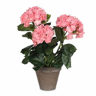 MICA Decorations Hortensie im Topf - rosa (1 Stück) Artikelvorschau Hortensie im Topf - rosa (1 Stück)
