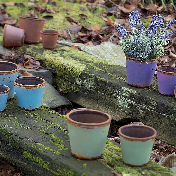 Eine Sammlung von Töpfen des Herstellers Sandra Rich in verschiedenen Farben und Größen ist auf moosbewachsenen Baumstämmen drapiert. Einige der Töpfe sind leer, während ein Topf eine blühende Pflanze mit lila Blumen enthält. Die Szenerie ist in einer nat