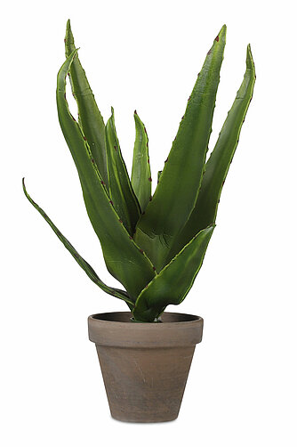 MICA Decorations Aloe Vera im Topf 30/16cm (H/DM) Artikelvorschau Aloe Vera im Topf 30/16cm (H/DM)