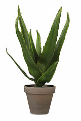 Eine grüne Pflanze mit dicken, fleischigen Blättern in einem braunen Tontopf. Die Blätter sind nach oben gerichtet und haben vereinzelt kleine Stacheln entlang der Kanten.