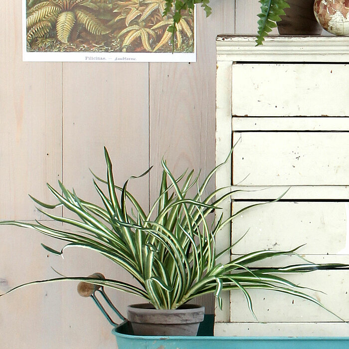 Ein auf einem türkisfarbenen Tisch stehender Blumentopf mit einer Spinnenpflanze. Daneben steht ein helles, rustikales Sideboard mit Schubladen. Über dem Tisch hängt ein botanisches Poster mit Farnmotiven an einer hellen Holzwand. Eine Kanne und eine Vase