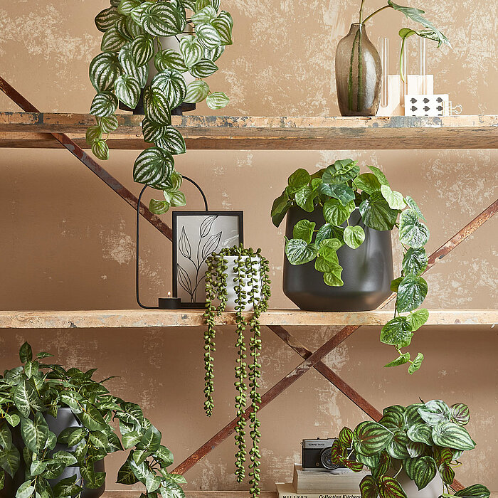 Vier Topfpflanzen mit üppigem, grünem Laub stehen auf einem rustikalen Holzregal vor einer beigefarbenen Wand. Zwei der Pflanzen haben herzförmige Blätter mit weißen und grünen Mustern, während die anderen beiden kleinere, rundliche Blätter haben. Die Pfl