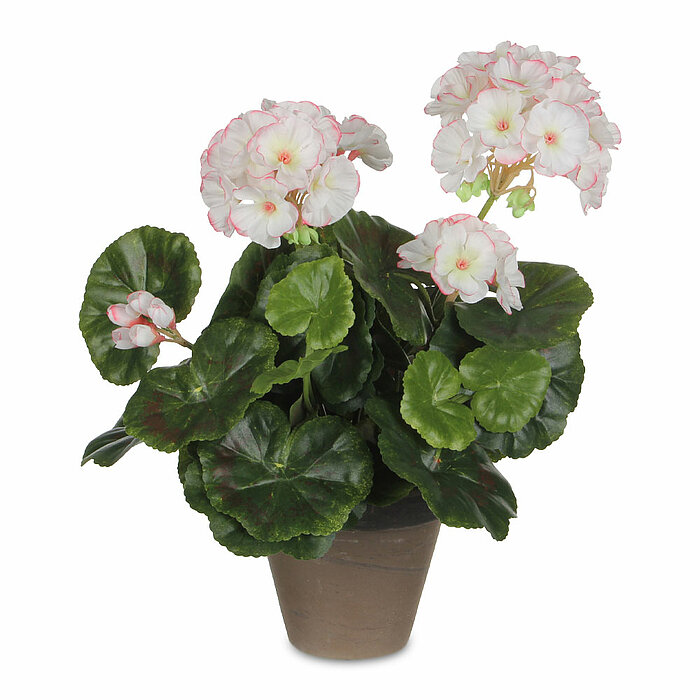 Eine Geranie im Topf von Mica Decorations in der Größe 34x20cm in der Farbe weiß.