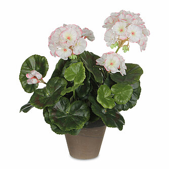 MICA Decorations Peperomia im Topf 24/23cm (H/DM) Artikelvorschau Peperomia im Topf 24/23cm (H/DM)