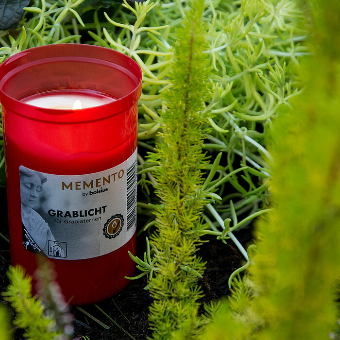 Eine rote Grabkerze von Bolsius mit der Aufschrift "MEMENTO by Bolsius". Die Kerze steht inmitten von grünen, saftigen Pflanzen und Sträuchern. Der Boden ist dunkel und reich an Vegetation, wodurch die kräftige Farbe der Grabkerze besonders hervorsticht.