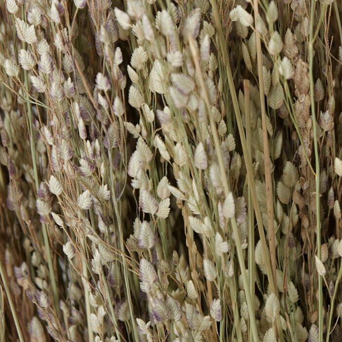 Dicht an dicht gewachsene, trockene Gräser und Halme in verschiedenen, subtilen Beige- und Grüntönen mit einem Hauch von Lila. Die Gräser wirken filigran und zart, als würden sie sanft im Wind wiegen. Ein Hauch von Nostalgie und vergänglicher Schönheit wi