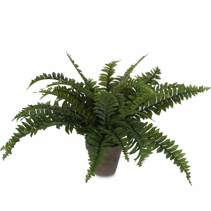 Ein Farn im Topf von Mica Decorations in der Größe 42x50cm in der Farbe dunkelgrün.