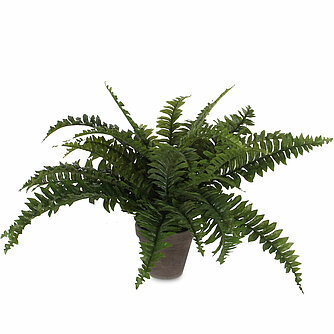MICA Decorations Farn im Topf 42/50cm (H/DM) Artikelvorschau Farn im Topf 42/50cm (H/DM)
