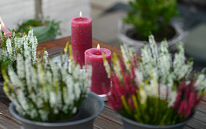 Brennende Rustik-Stumpenkerzen in der Farbe Beere stehen auf einem Tisch zwischen Töpfen mit buntem Heidekraut.