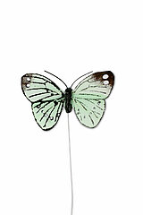 12 Feder-Schmetterlinge von Steingaesser in der Größe 5cm in der Farbe Grün.