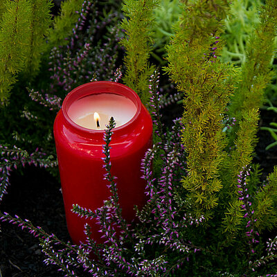 eine weisse und eine rote brennende Grabkerze ohne Deckel stehen nebeneinander zwischen grünem und lilafarbenen Farn