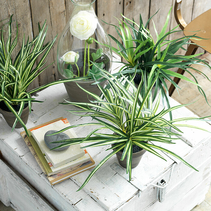 Vier Grünpflanzen in Töpfen stehen auf einem weißen, rustikalen Holztisch. Zwei Pflanzen haben längliche, schmale Blätter, die sich in alle Richtungen ausbreiten. Eine große Glasvase mit einer weißen Blume im Inneren steht ebenfalls auf dem Tisch. Daneben