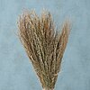 Ein Strauß getrockneter Gräser und Pflanzen steht vor einem hellblauen Hintergrund. Die Farben der Gräser reichen von cremefarben bis braun und sind dicht gebündelt, wobei einige der Spitzen feine Blüten oder Samenstände aufweisen.