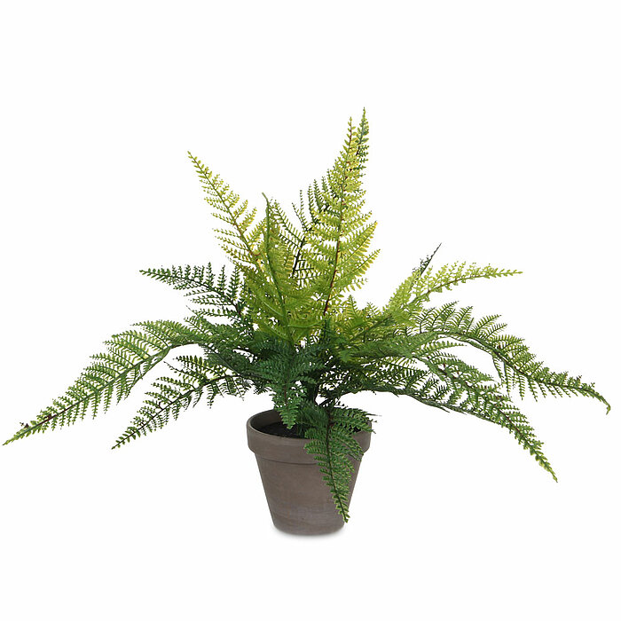 Ein Farn im Topf von Mica Decorations in der Größe 40x36cm in der Farbe hellgrün.