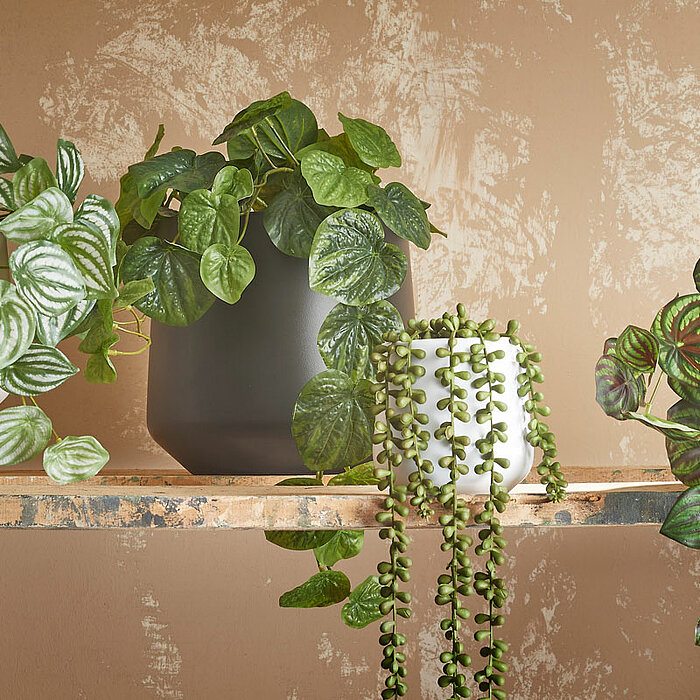 Mehrere grüne Zimmerpflanzen stehen auf einem rustikalen Holzregal mit fünf Ebenen, das vor einer beige gestrichenen Wand mit strukturiertem Finish steht. Das Regal enthält Pflanzen wie Hängepflanzen in schwarzen und grauen Töpfen, eine kleine Kunstpflanz