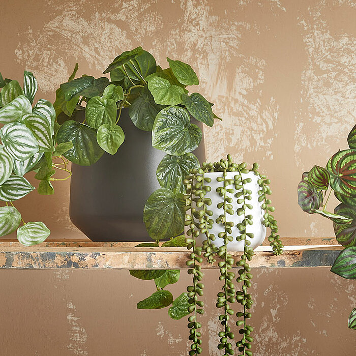 Verschiedene grüne Zimmerpflanzen in bunten Töpfen stehen auf und neben einer rustikalen Holzkiste. Ein Mix aus Kakteen, Farnen und blättrigen Pflanzen erzeugt eine lebendige, frische Atmosphäre. Eine Pflanze ist unter einer Glasglocke geschützt, was dem 