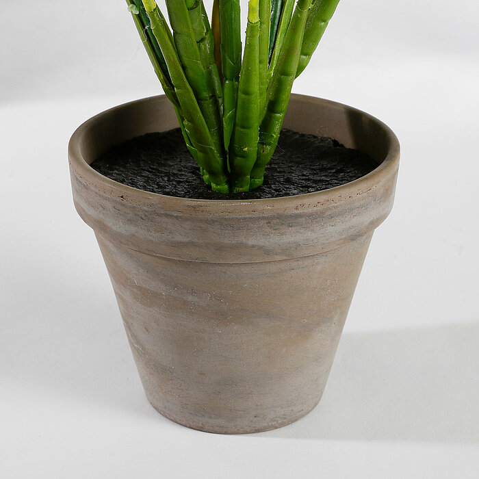 Mehrere grüne Blätter einer Pflanze mit markanten weißen Streifen und Adern, die das natürliche Muster der Blätter betonen. Die Pflanze wirkt gesund und lebendig, wobei die Blätter dicht und üppig angeordnet sind. Der Hintergrund ist weiß, wodurch die sat