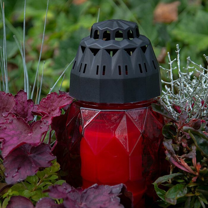 Eine einzelne rote Grabkerze von Bolsius steht inmitten von violetten und grünen Pflanzen. Die Kerze hat einen schwarzen, perforierten Deckel und ist umgeben von einer vielfältigen und lebendigen Pflanzenwelt, die einen ruhigen und respektvollen Eindruck 